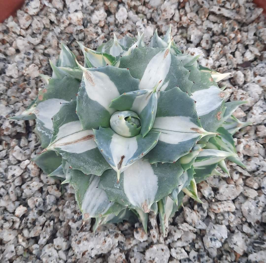Agave-Shoji-raijin-variegado