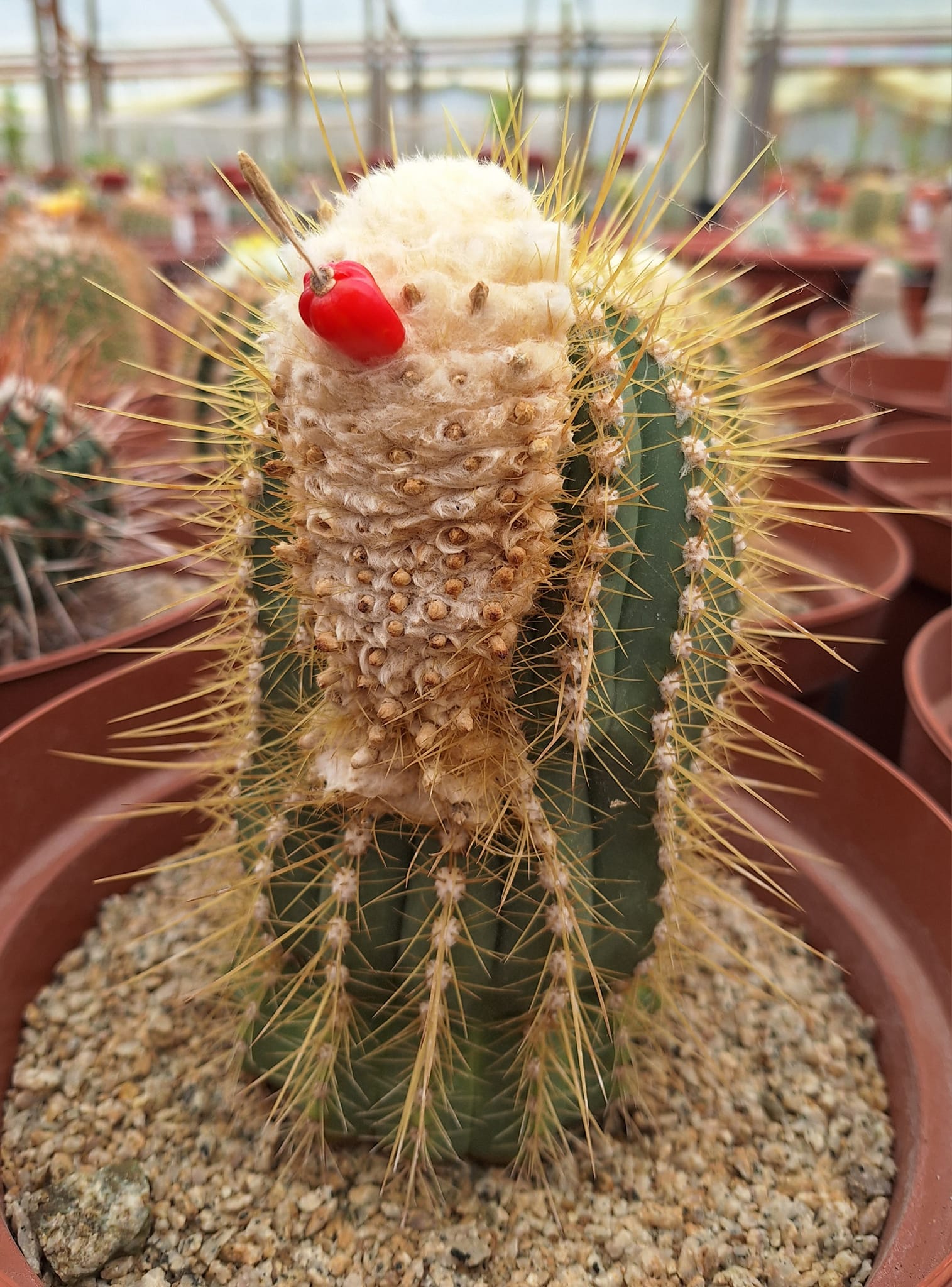 Coleocephalocereus-aureus