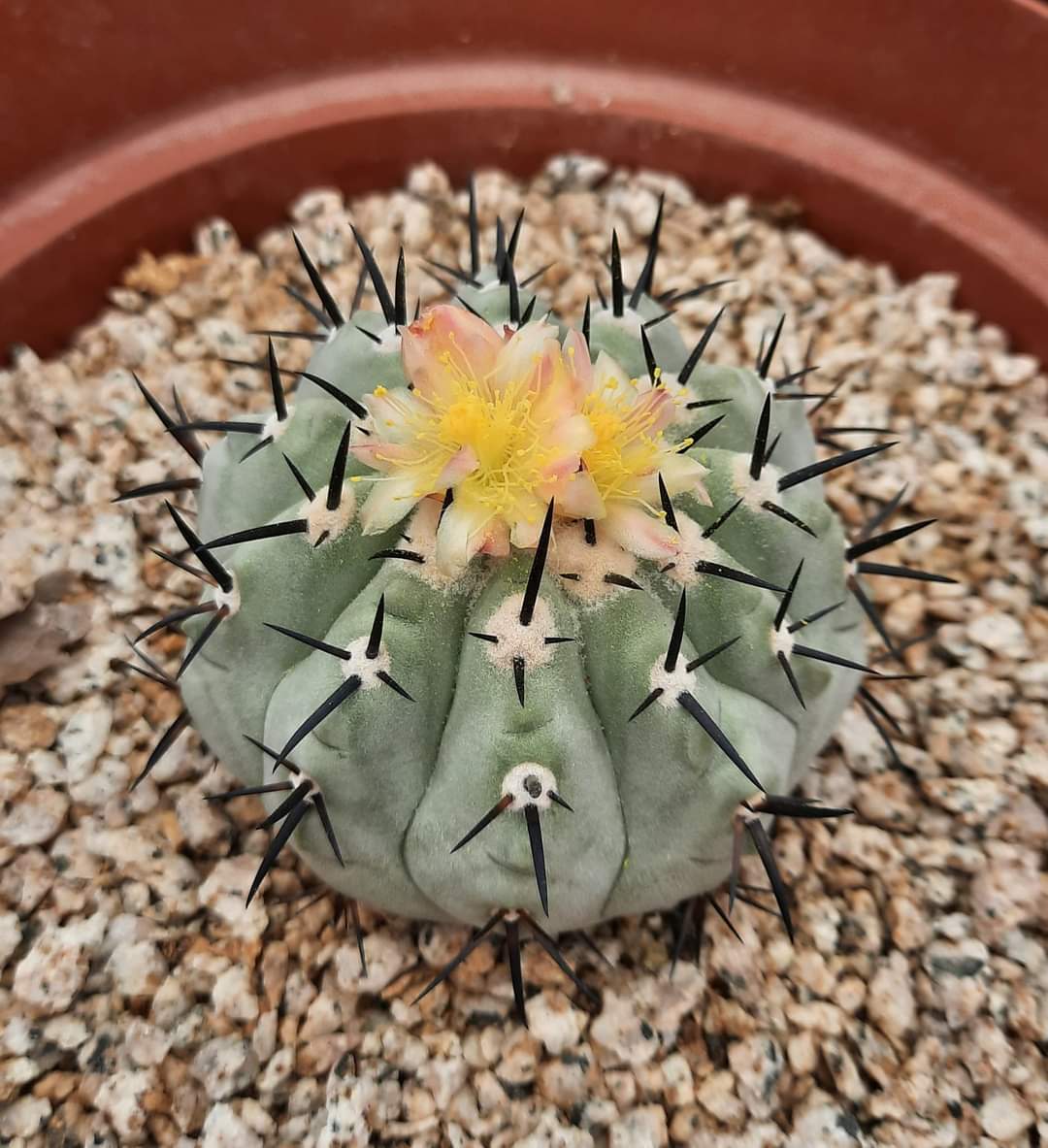 Copiapoa-cinerea