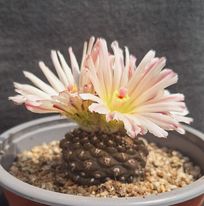 Eriosyce-llanensis-1