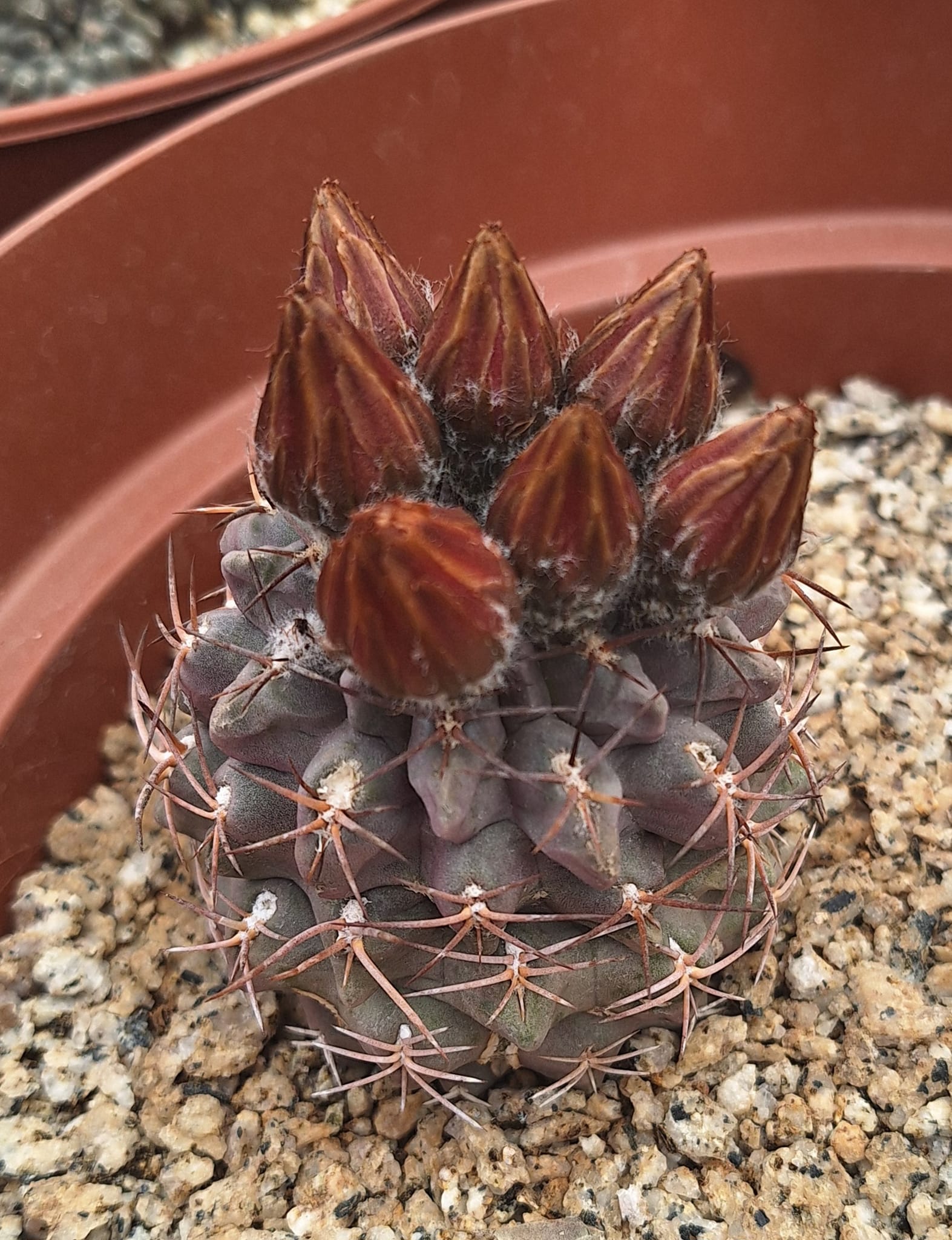 Eriosyce-spectabilis