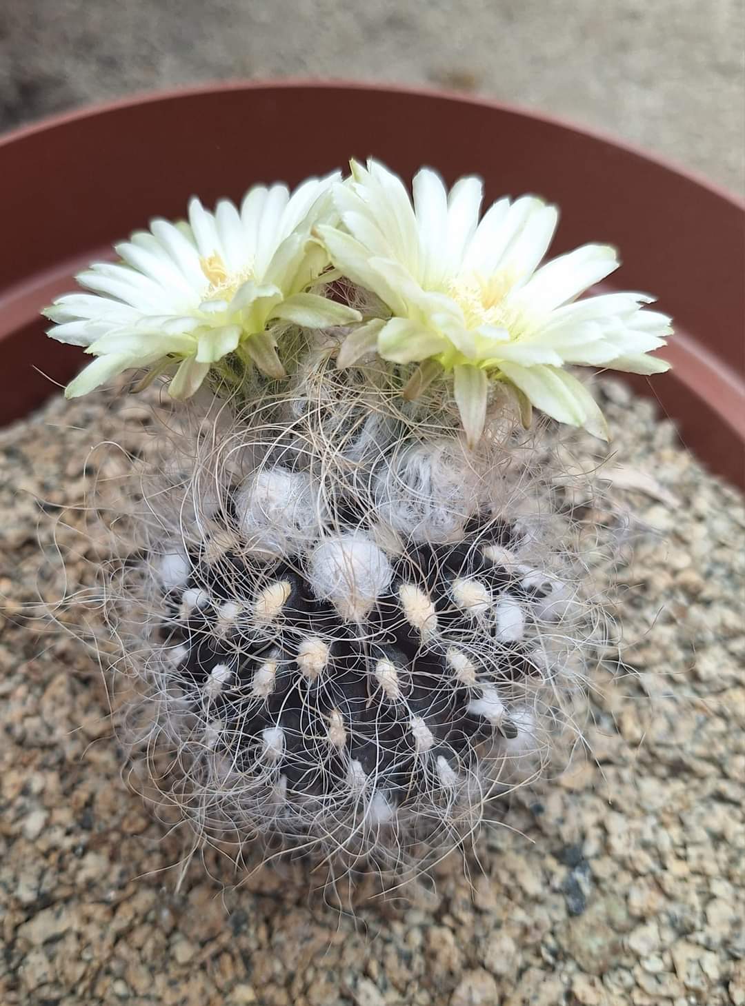 Eriosyce-taltalensis-pilispina