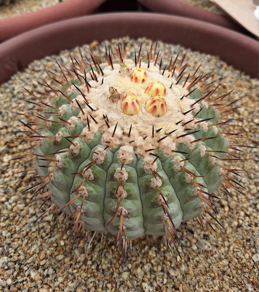 copiapoa-columna-alba-1